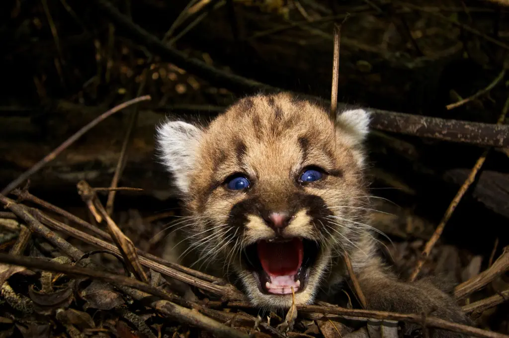 Mountain lion cub looking up at the camera_Nonprofit Humour