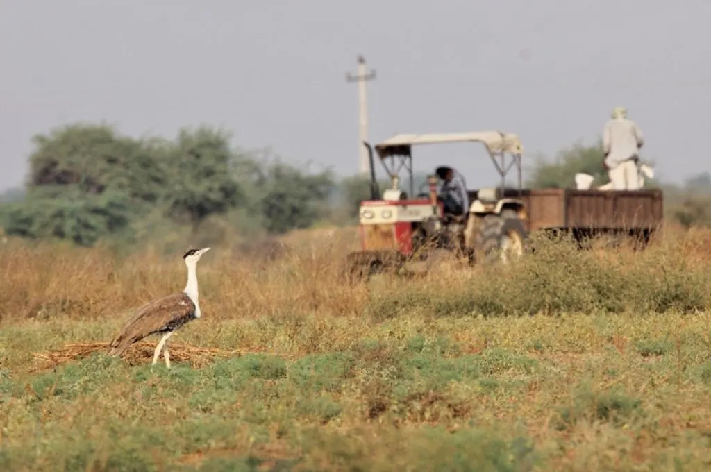 an image of a great Indian bustard  with a tractor in the background-conservation