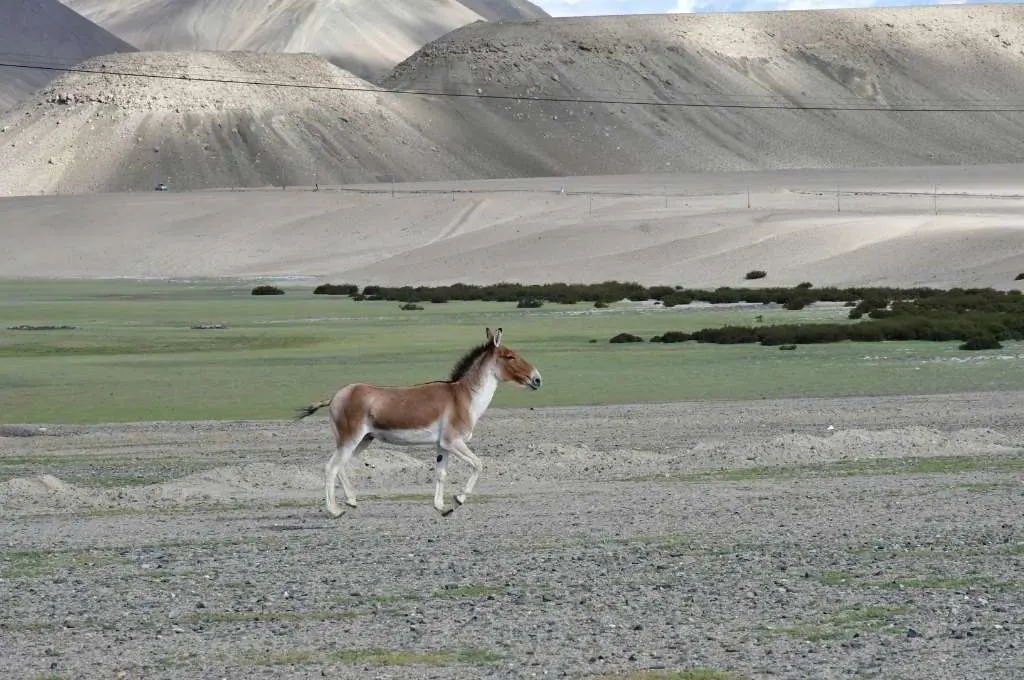 a wild horse in a vast plain-conservation