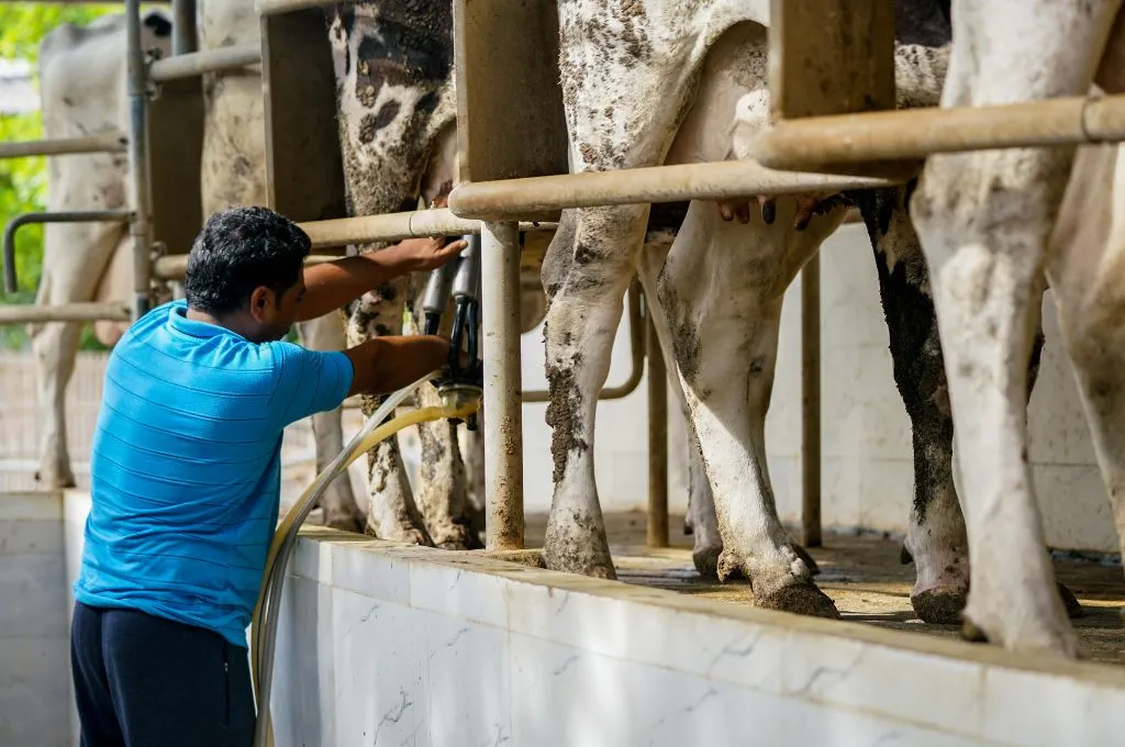 A man milking cows_climate colution