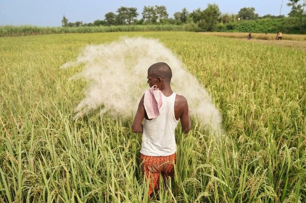 A farmer watering his paddy field_climate solution