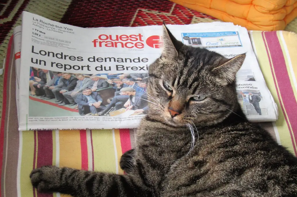 The image features a cat sitting on a colourful rug and staring ahead with it's eyes half-closed. A newspaper is placed right behind the cat._Nonprofit humour