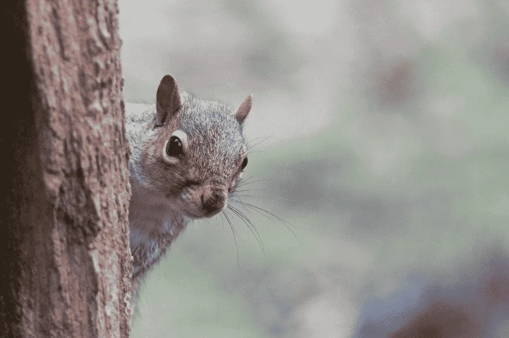 a squirrel peeking from behind a tree--nonprofit humour