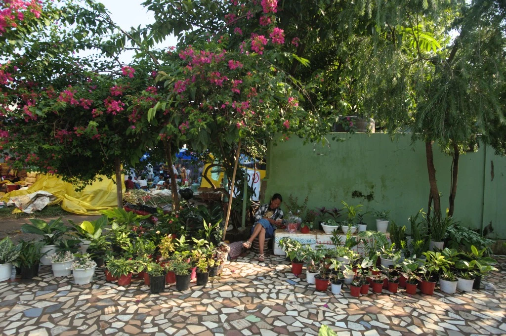 a woman sitting under a tree in a roadside plant nursery in dimapur, nagaland--climate adaptation