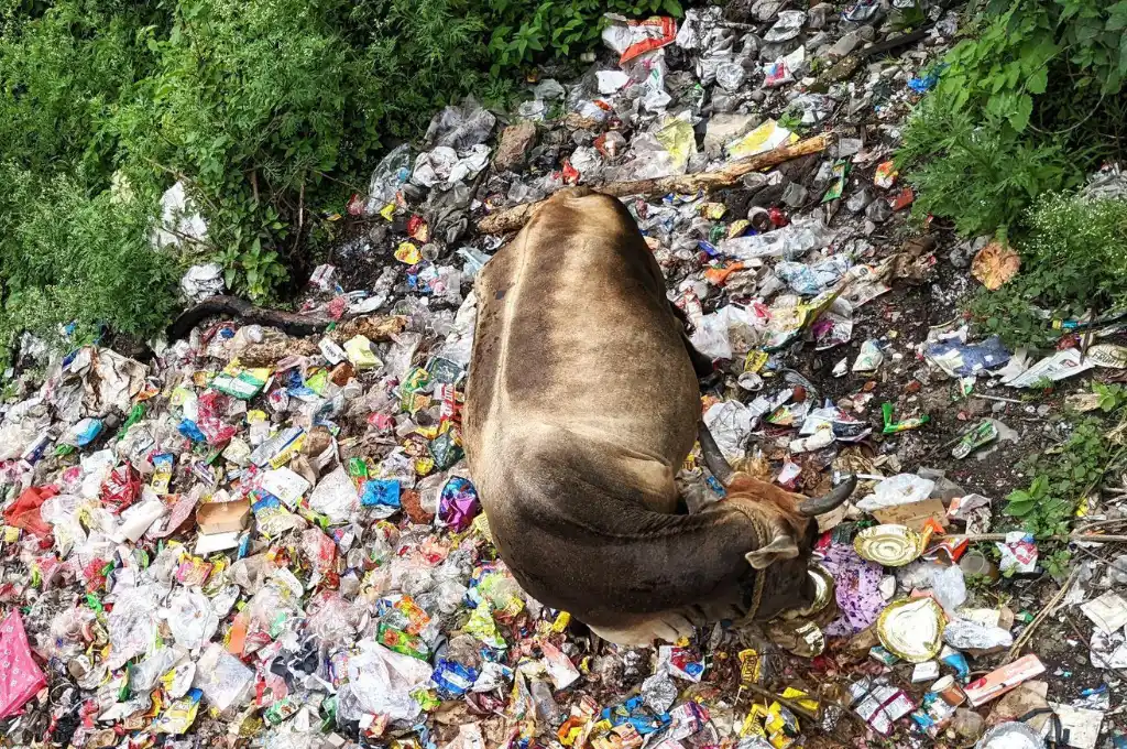 A cow forages for food at a garbage vulnerable point (GVP) in Thewa Maldevta, Sahastradhara--paryavaran sakhis