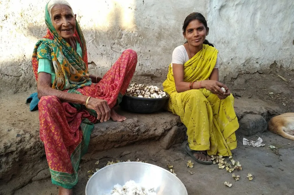 two women sitting on a cot harvesting cotton bolls--organic cotton farming