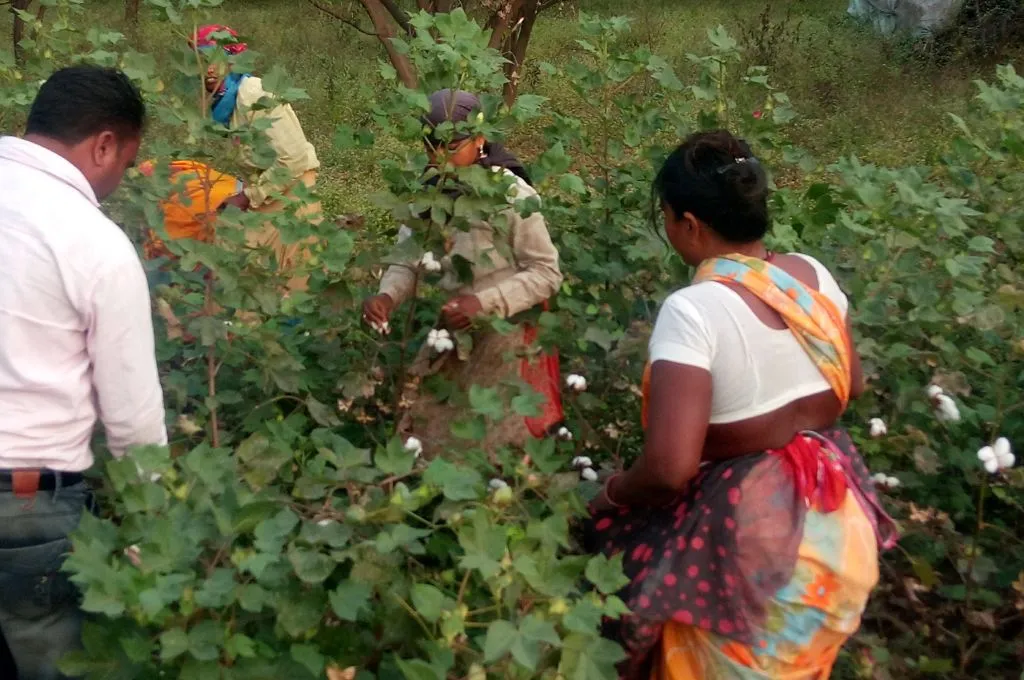 a group of farmers picking cotton--organic cotton farming
