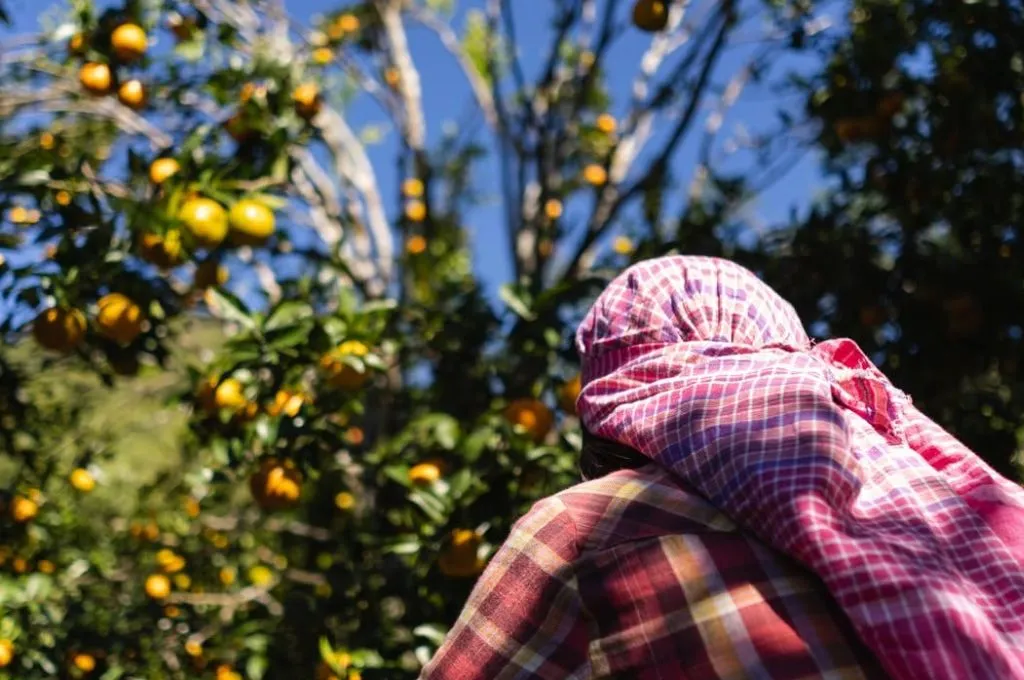 a woman farmer at an orange rchard--start-ups in Mizoram