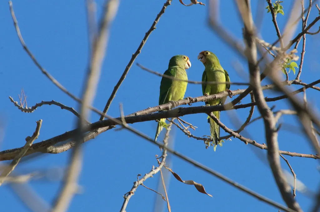 two parrots on a tree branch facing each other--nonprofit humour