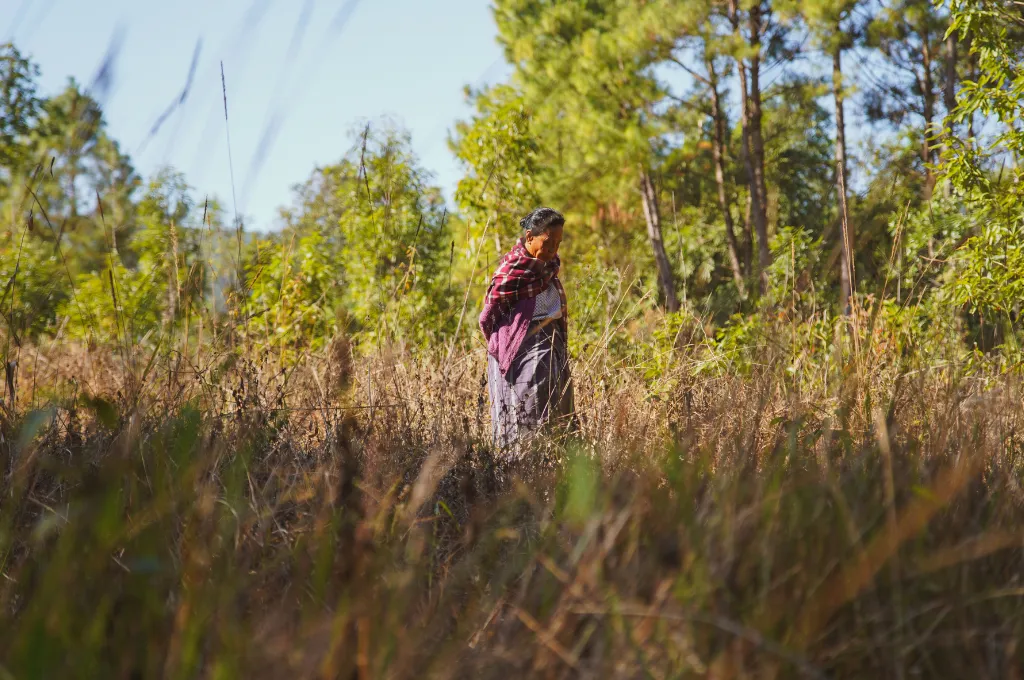 a woman in meghalaya walking through waist high bushes with taller trees in the background--forest walks