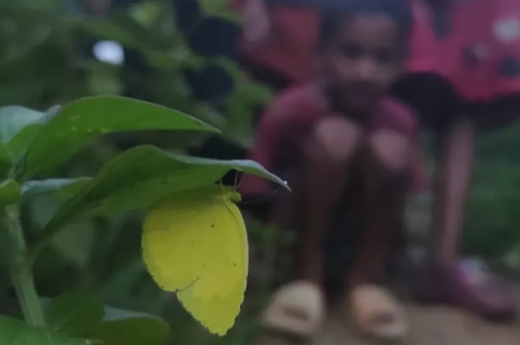 Children in Panicherra observing a Common Grass Yellow on a leaf--citizen science