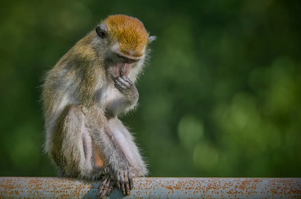 a light brown and orange monkey sitting on a pipe against a blurred green backdrop--nonprofit humour