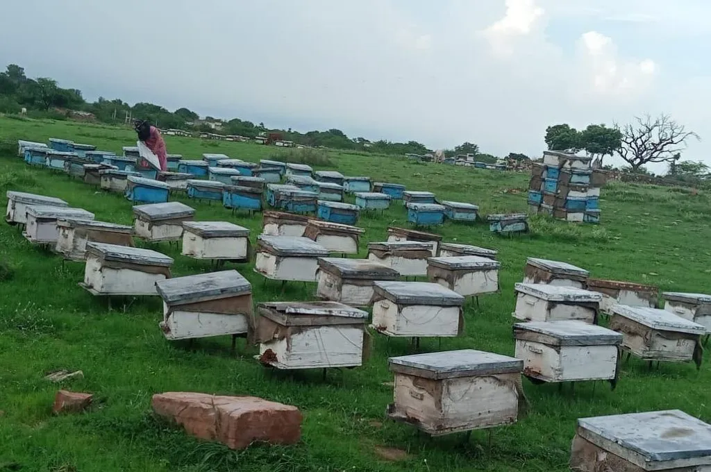 Rows of white and blue beehive boxes sit in a grassy field. Anita in a pink dress tends a hive in the background near stacked boxes and a leafless tree under a partly cloudy sky--National Rural Livelihoods Mission (NRLM)