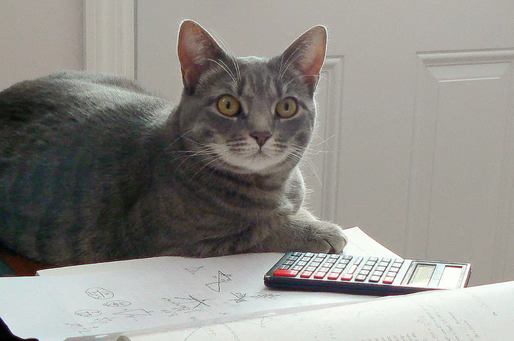 cat sitting next to a calculator and loose sheets of paper with mathematical calculations--nonprofit humour