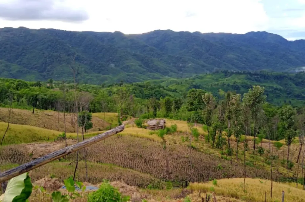a zoomed out shot of farmland in Mizoram's Mamit district with hills in the backdrop--jhum farmers