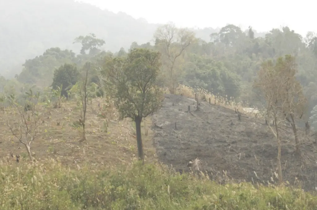 a hillside where jhum (slash and burn) cultivation is being practised--jhum farmers