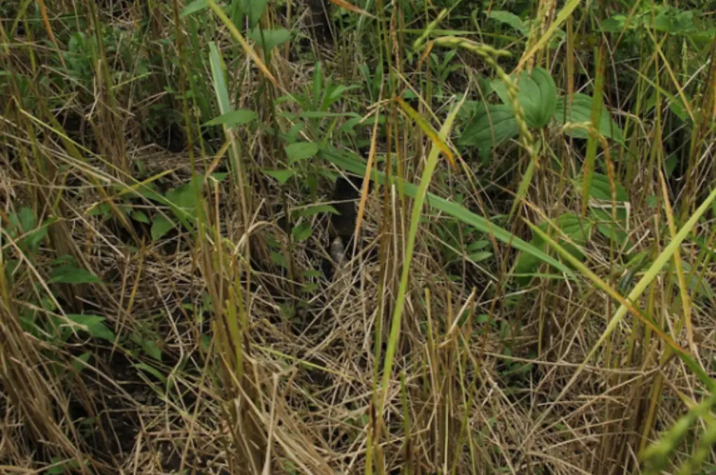 a zoomed in shot of a paddy field where rodents have attacked--jhum farmers