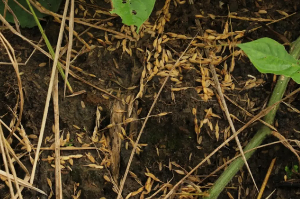 a zoomed in shot of a paddy field attacked by rodents, with grains scattered on the ground--jhum farmers