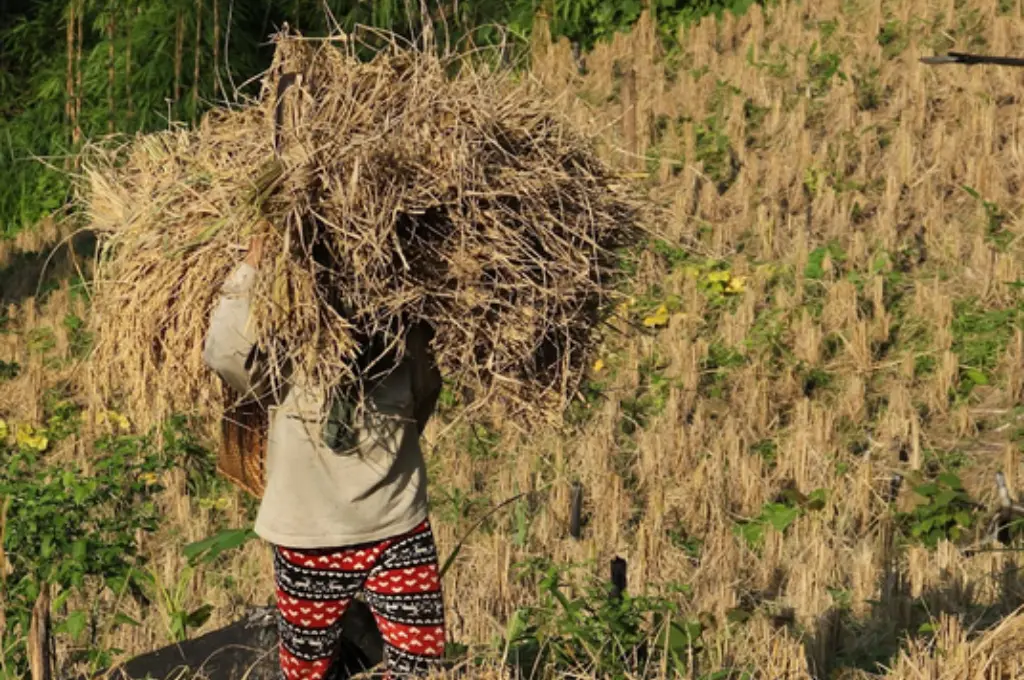 a farmer carrying paddy harvest on his shoulder--jhum farmers