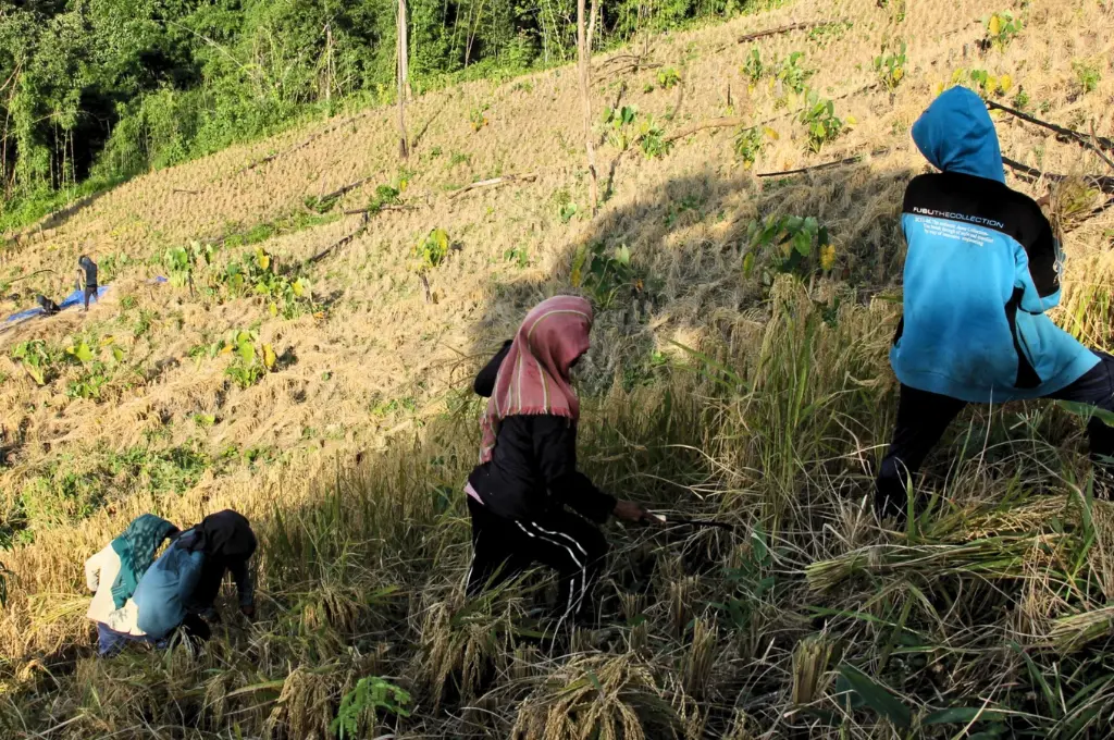 farmers gathering crop during the harvest--jhum farmers