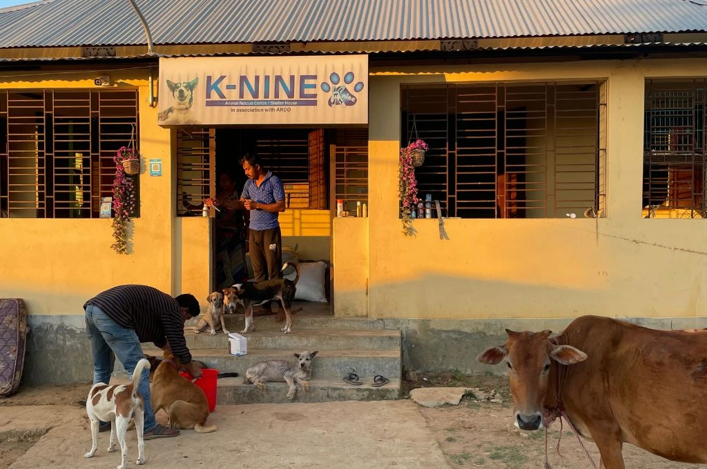 Man feeds dogs outside a small animal rescue center. Several dogs gather on the steps and doorway and another man stands in the entrance with more dogs. A cow stands in the foreground near the building--animal welfare