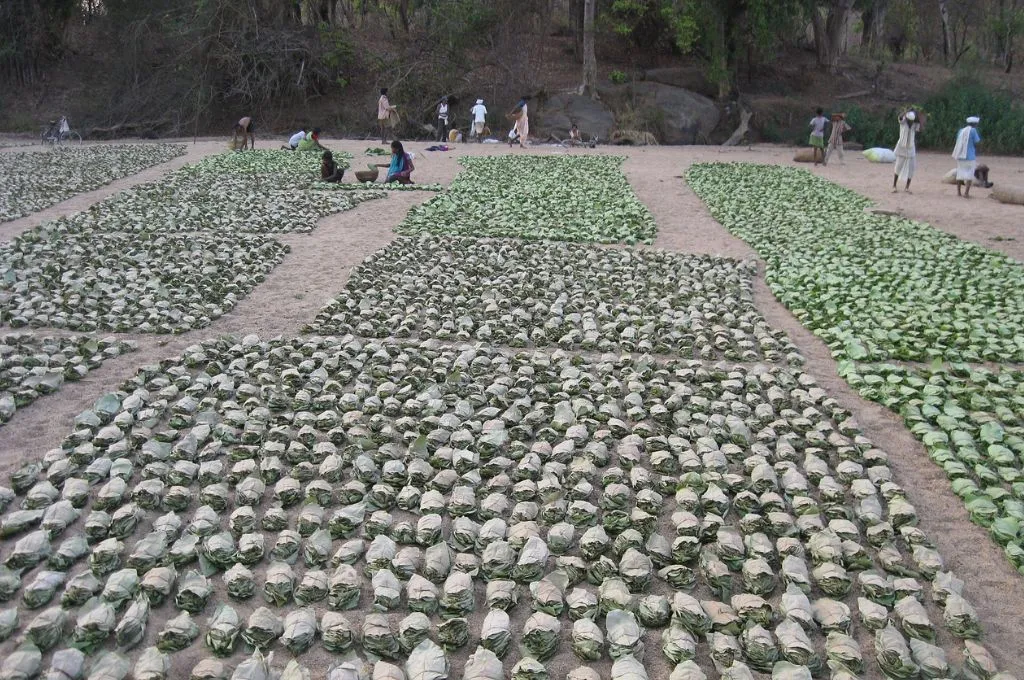 tens of rows and columns of bundles of tendu leaves on the ground--non timber forest product