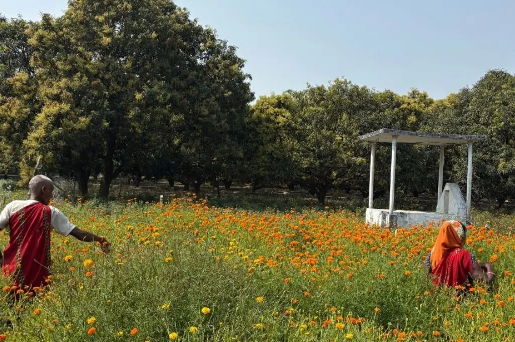 an elderly man and a woman picking flowers in a field