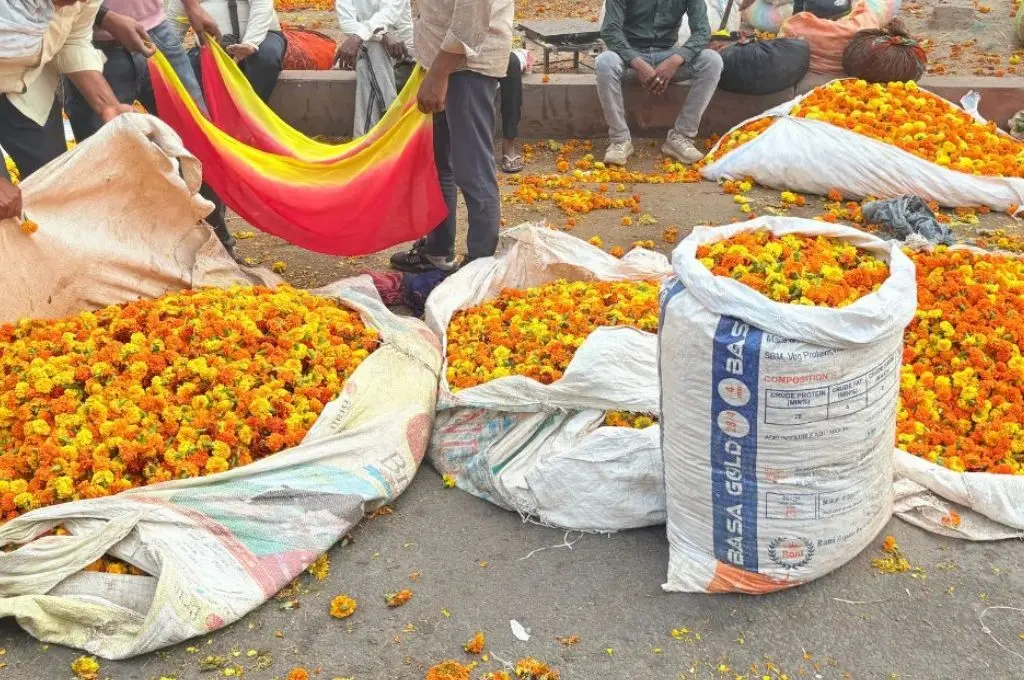 open sacks of yellow and orange marigold flowers--floriculture