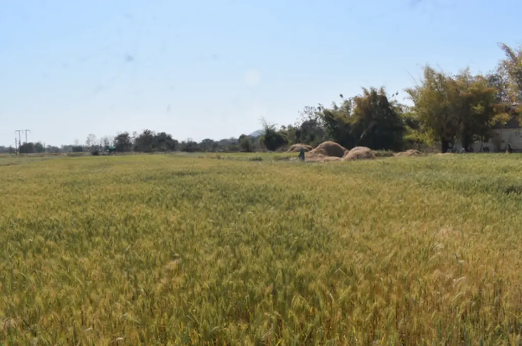 an agricultural field at the edge of a forested area--Pench Tiger Reserve