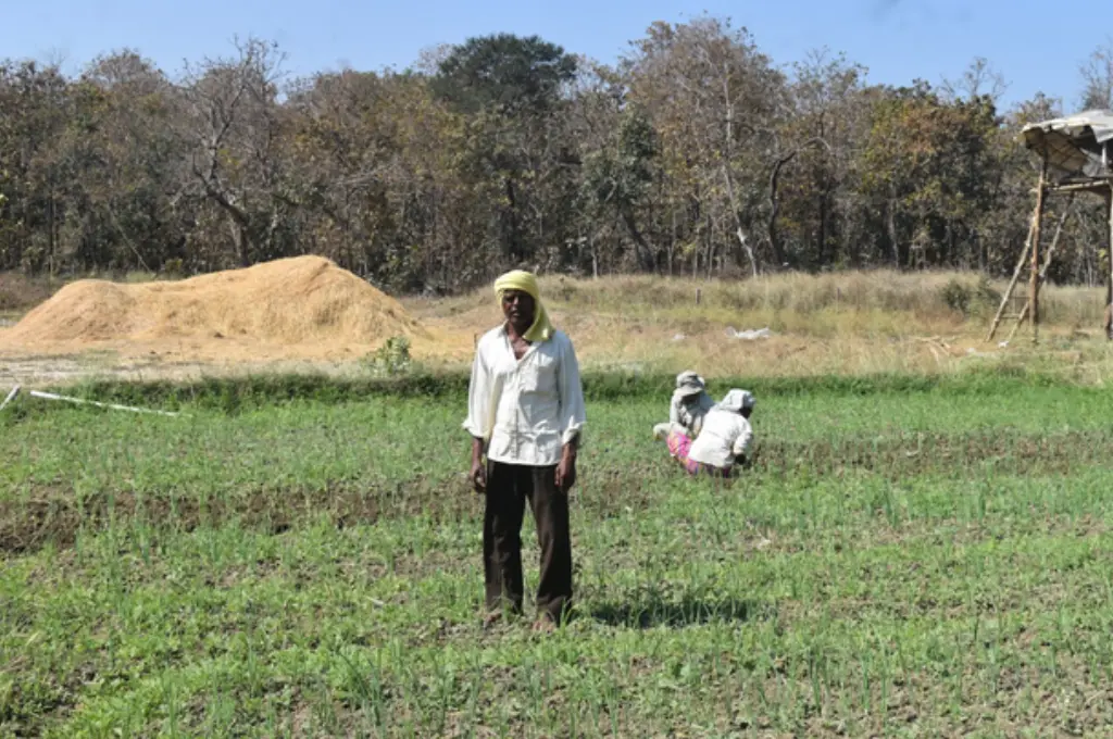a man wearing a white shirt and dark-coloured pants and a white headcovering standing in a field; behind him two people are working in the field--Pench Tiger Reserve