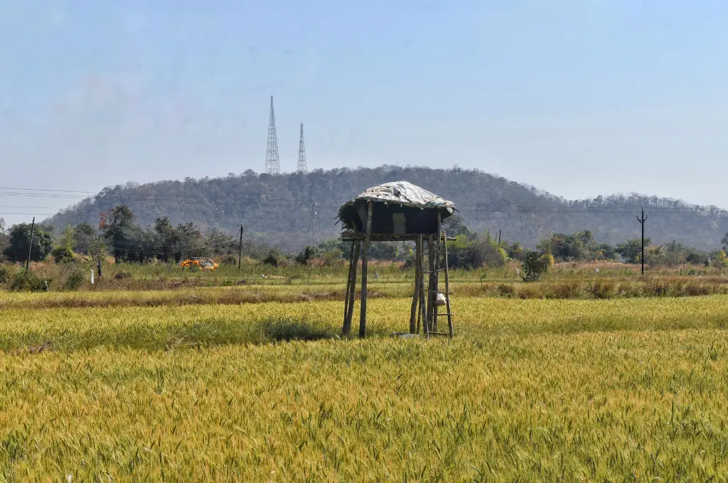 a hut on a raised platform in the middle of a field, presumably for lookout purposes--Pench tiger reserve