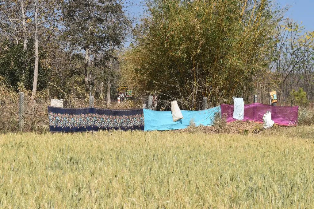 fabric pieces draped lengthwise to create a makeshift border between the forest and fields--Pench Tiger Reserve