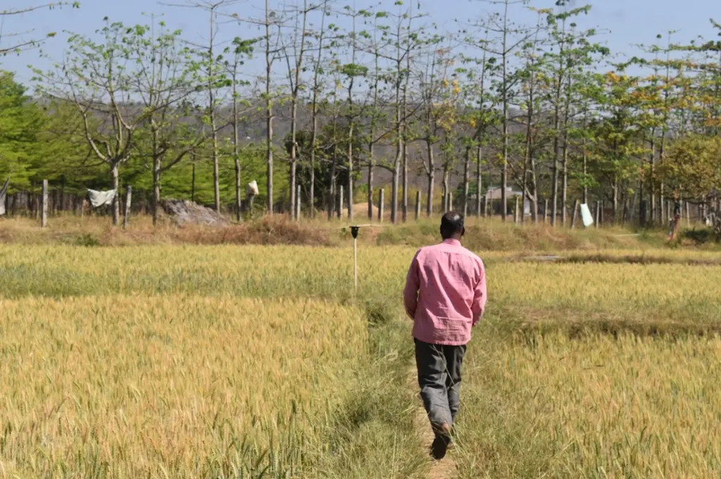 A man with his camera towards the back and wearing a pink shirt and grey pants walking through a field, with hills in the background--Pench tiger reserve