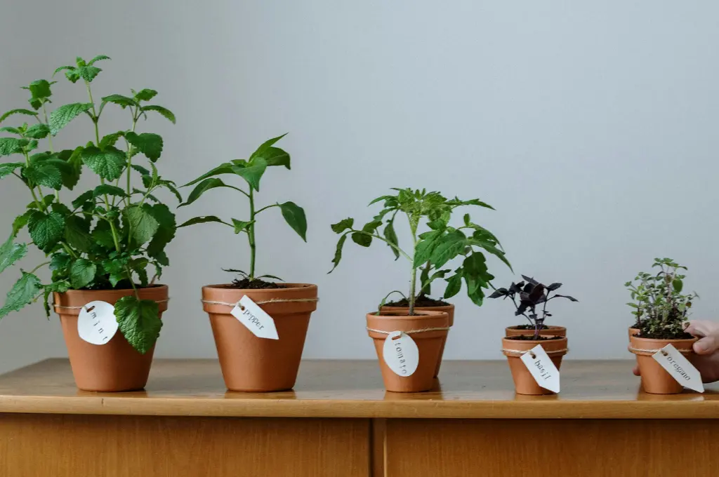 potted plants set in order of decreasing height from left to right--nonprofit humour