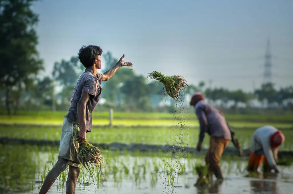 a group of farmers working in a flooded paddy field, with one man tossing a bundle of saplings--state of working India