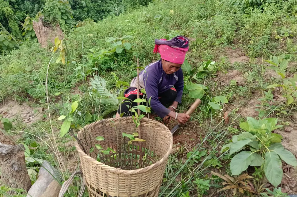 a woman squatting in a field and planting mangoes with a basket containing saplings next to her--mango plantations
