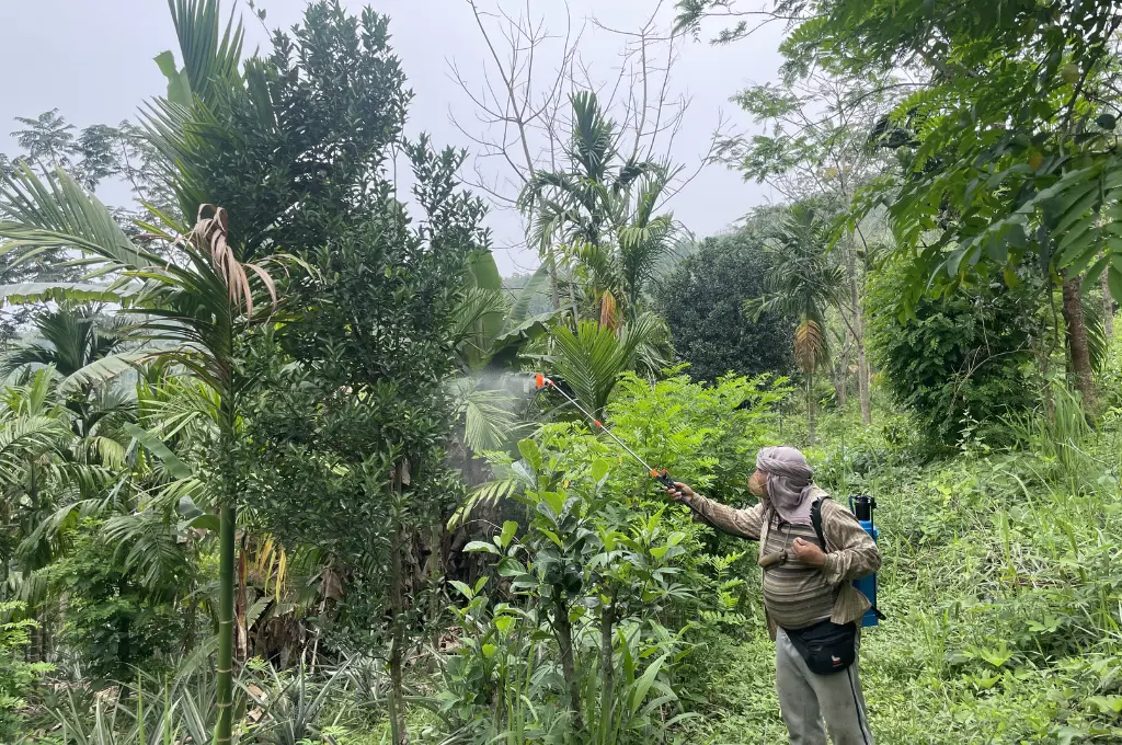 a man with his nose and mouth covered spraying fertiliser on a tree--Jhum cultivation