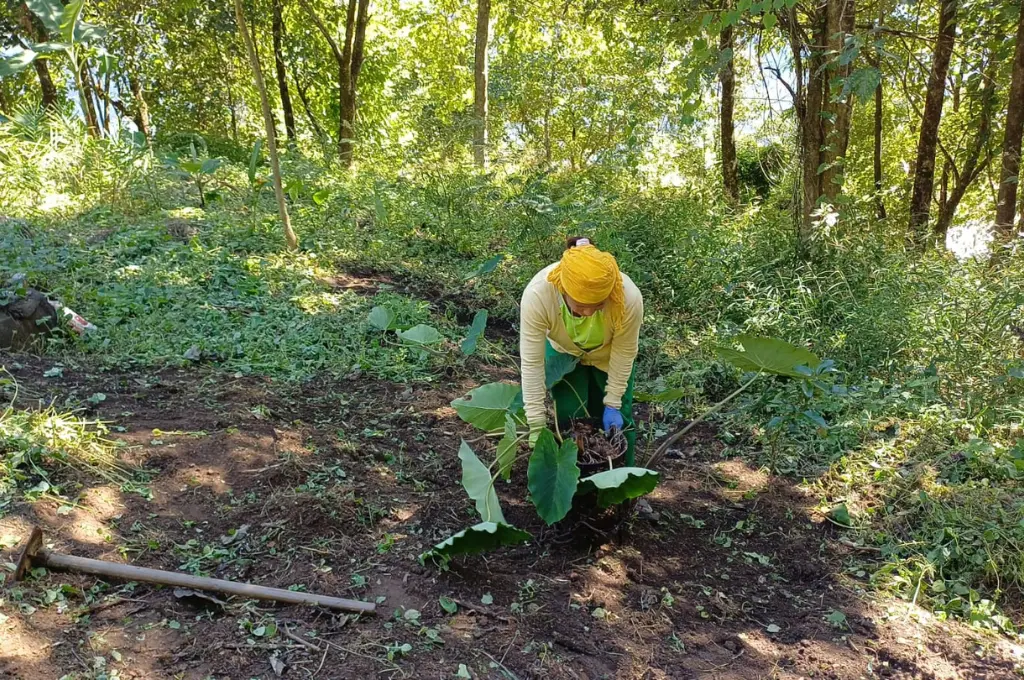 a farmer bending over some large leaves--Jhum cultivation