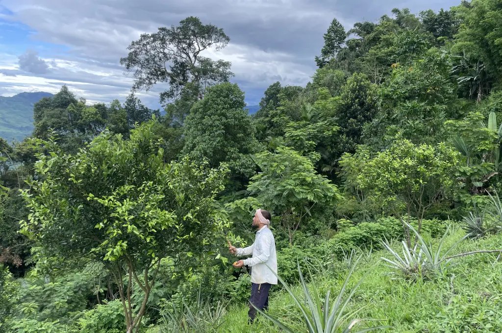 a man harvesting a fruit tree--Jhum cultivation