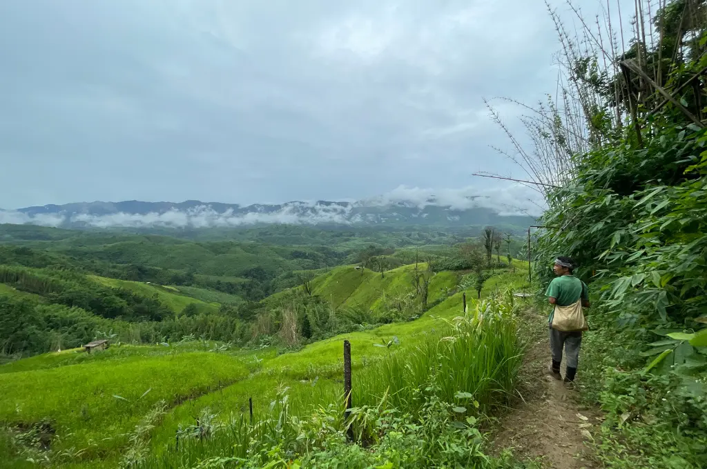 a farmer walks along a dirt track with fields to his left and hills in the distance--Jhum cultivation