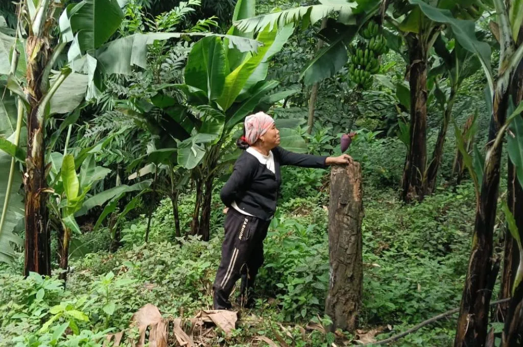 a woman standing in a field with lots of trees with her left hand placed on a tree trunk--Jhum