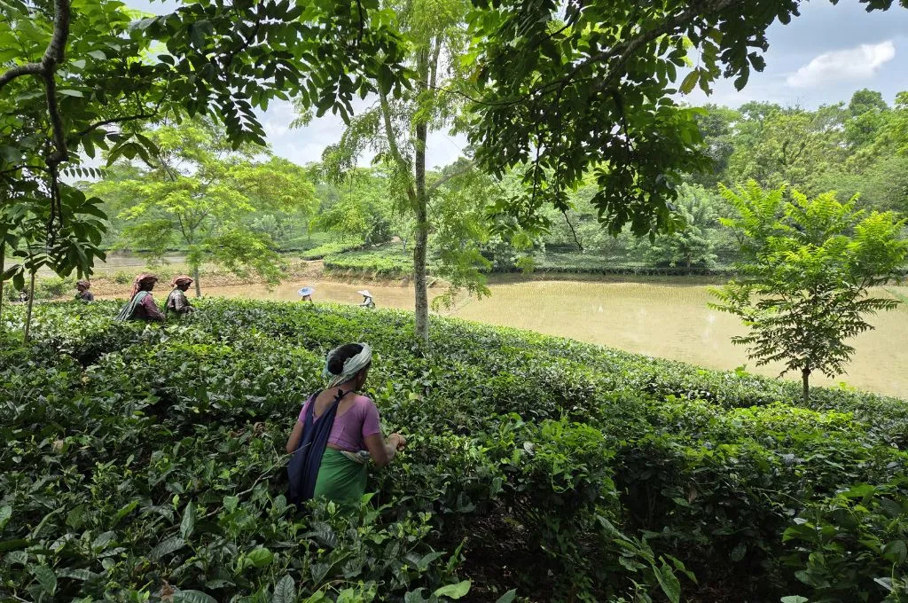 a woman picking tea leaves on a tea plantation next to a rice paddy; there are four other workers picking tea nearby--tea estates