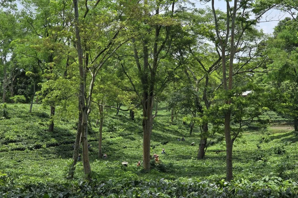 a tea estate in Tripura--tea estates