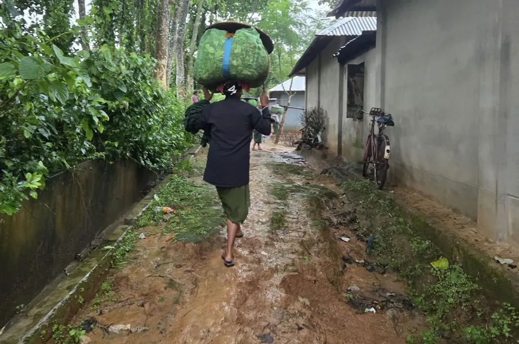 a woman walking on a muddy road, carrying a bundle of leaves on her head--tea estates