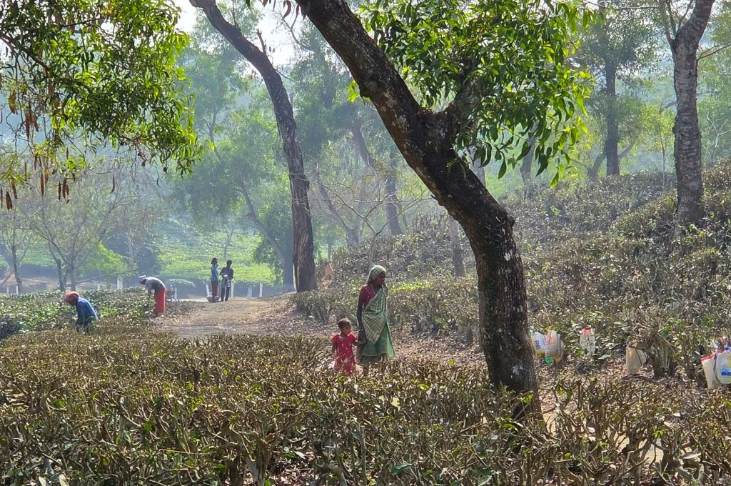 a woman holding the hand of a small child in a tea plantation--tea estates