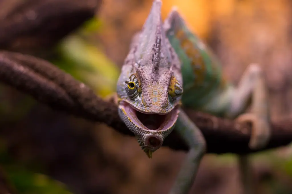 close up shot of a pet chameleon--nonprofit humour