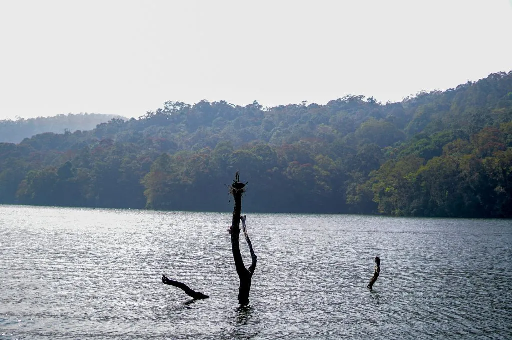 A calm lake stretches toward a dense forested hillside in the background. Bare tree trunks emerge from the water--carbon market feasibility
