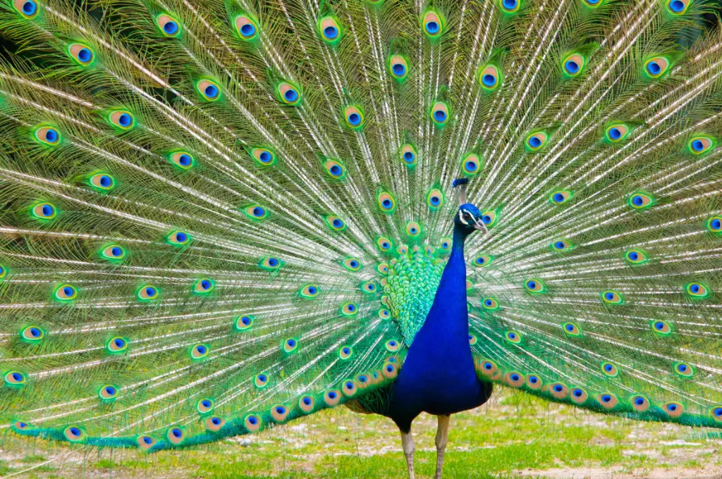 close-up shot of a peacock with its train of feathers open--nonprofit humour