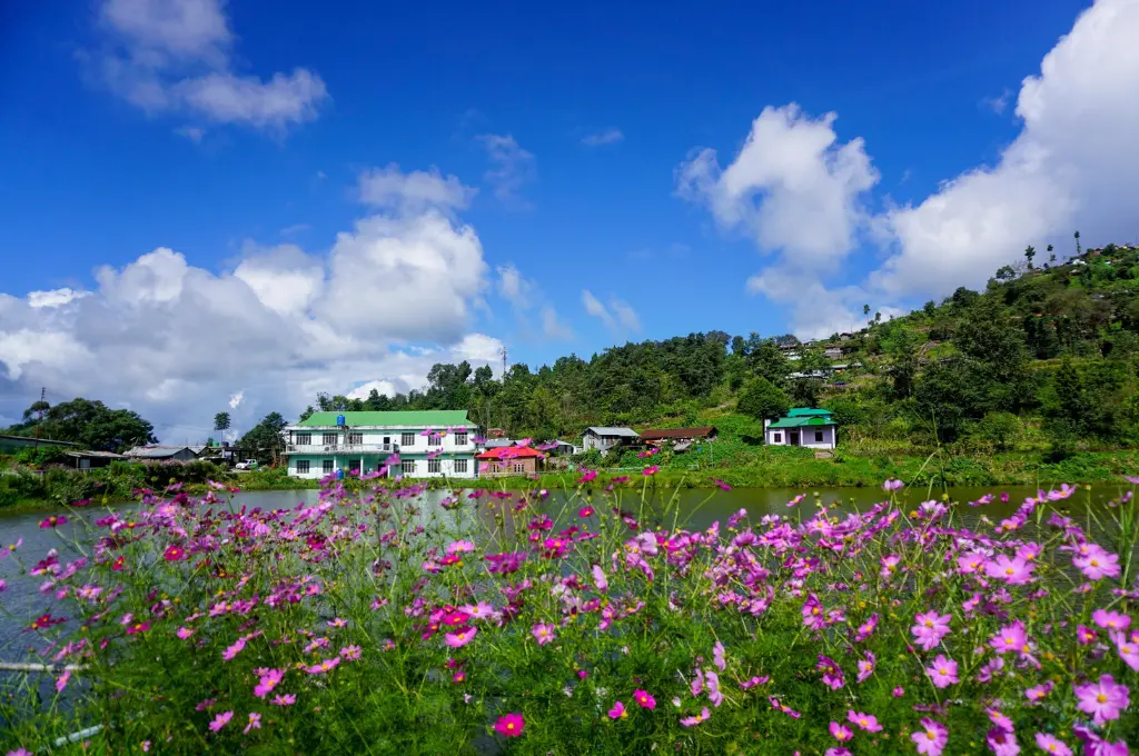 some buildings and houses in the middle distance, with bright pink and red flowers in the foreground and a hill and clear blue sky in the background--cosmos in Nagaland
