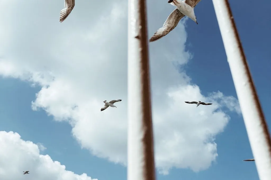 several seagulls flying in a blue, cloudy sky, viewed through blurred vertical white poles in the foreground--civil society